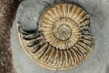 Fossil Ammonites with Petrified Wood - Dorset, England #350697-3